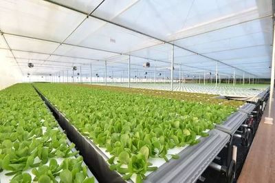 年產19茬蔬菜的工廠到底有多“恐怖”？全面揭秘京東植物工廠